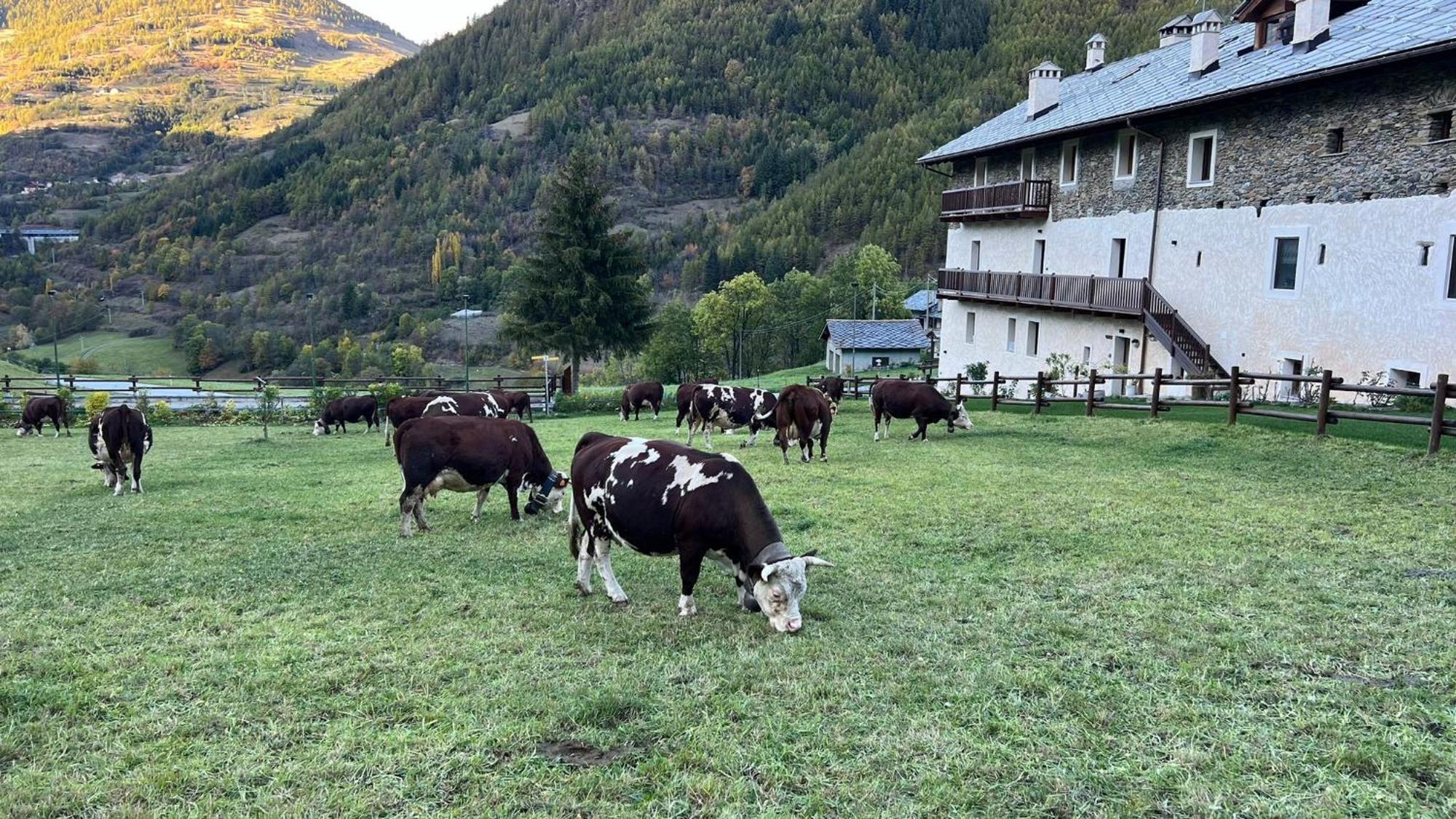 Maison Marcoz - Appartamenti Vacanze Etroubles Exterior foto